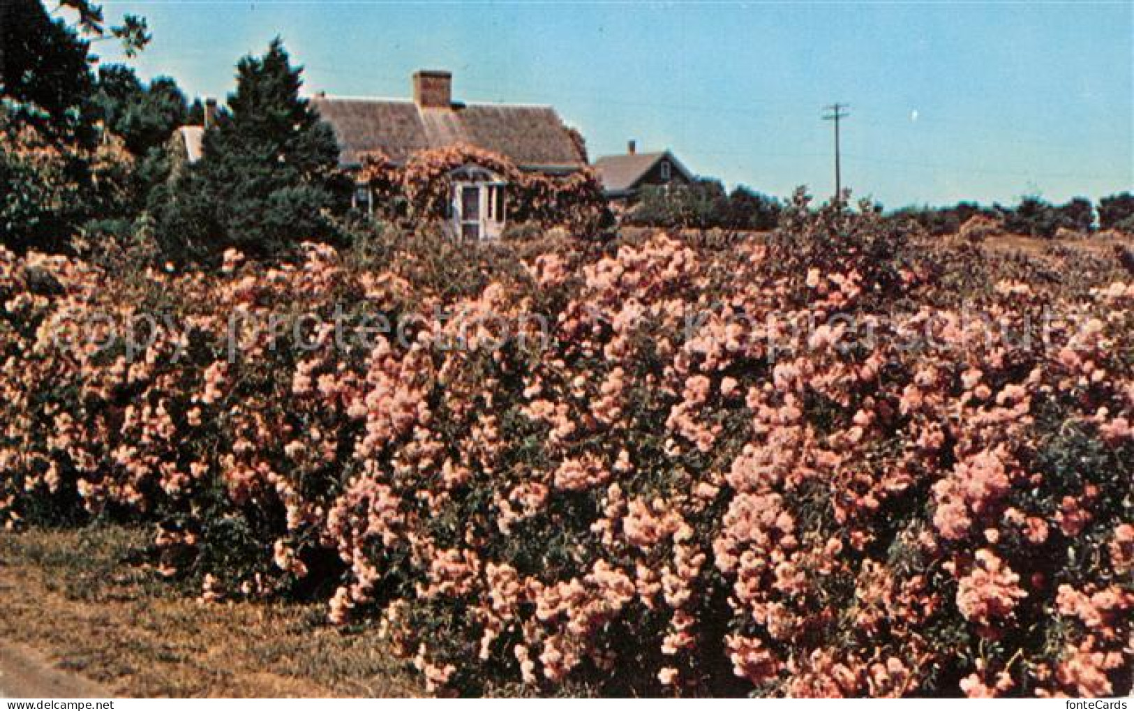 73123710 Cape Cod Mass. Rose covered Cottage Cape Cod Mass.