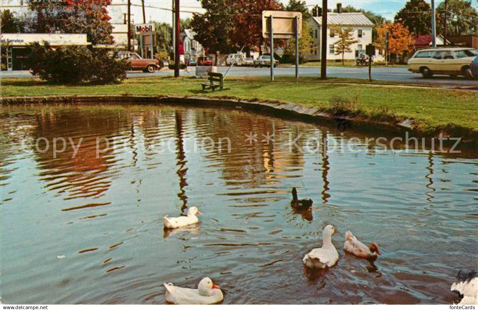 73131806 Greenville Catskill Ducks on the Pond