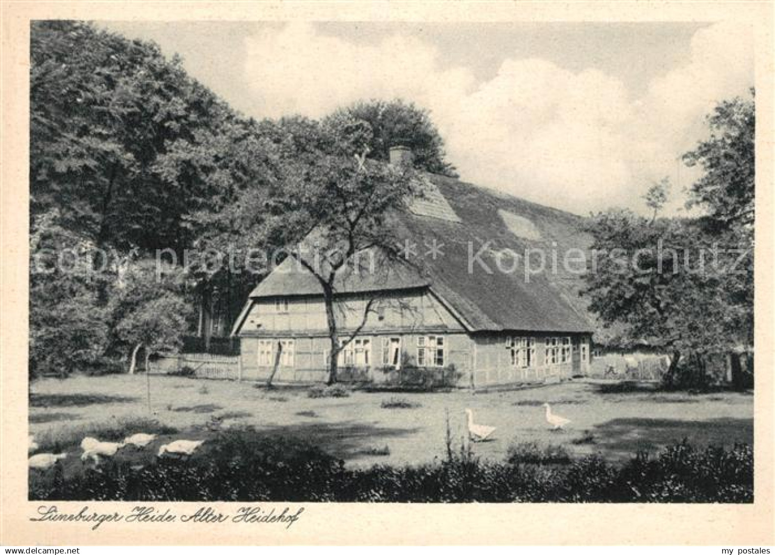 73164141 Lueneburger Heide Alter Heidehof Lueneburger Heide