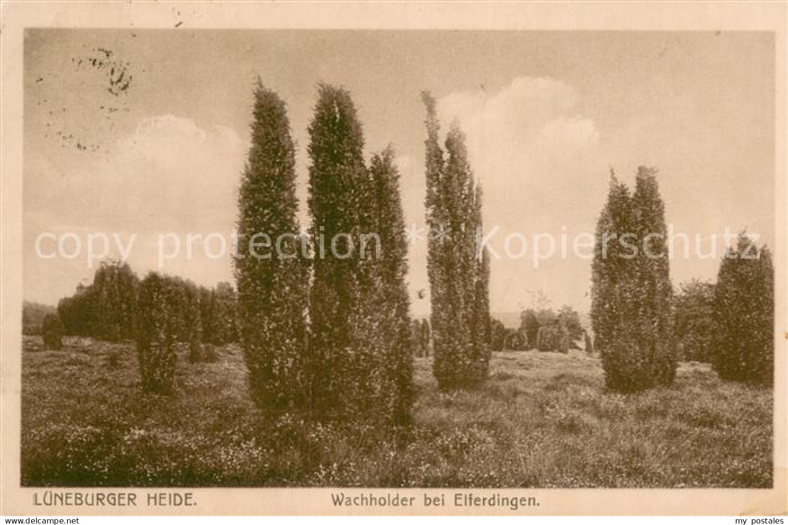 73769058 Lueneburger Heide Wacholder bei Eiferdingen Lueneburger Heide