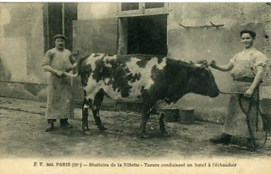 75 - PARIS - abattoirs de la Villette - tueurs conduisant un boeuf à l'échaudoir