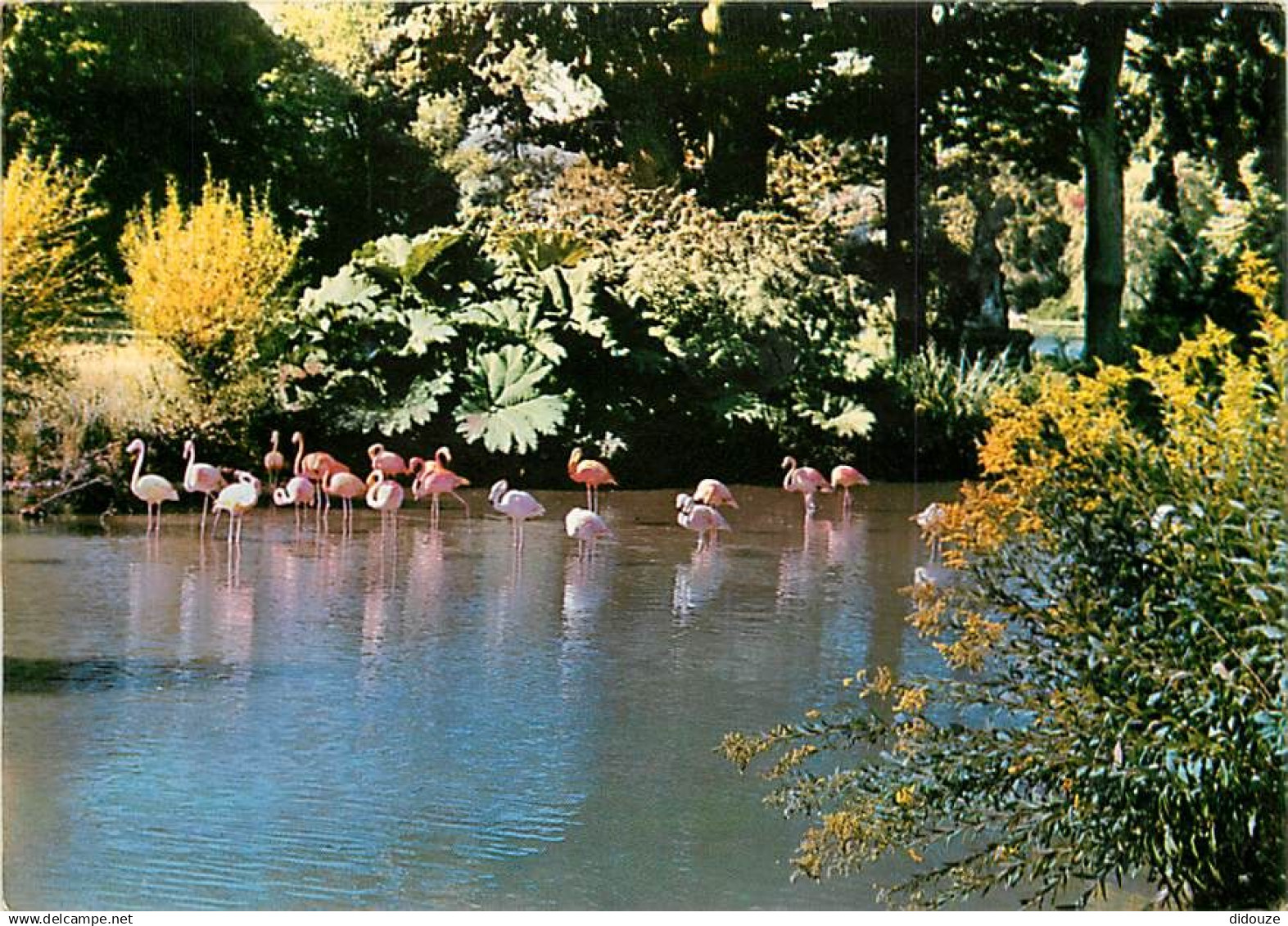 76 - Clères - Parc Zoologique de Clères - Flanants Roses et Rouges - Carte Neuve - CPM - Voir Scans Recto-Verso