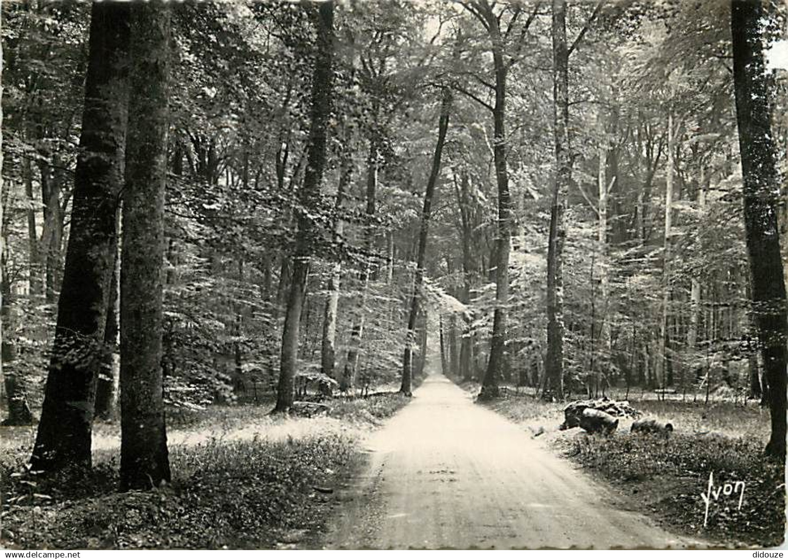 77 - Fontainebleau - Forêt de Fontainebleau - Ronde de Fontainebleau à Barbizon - CPSM grand format - CPM - Voir Scans R