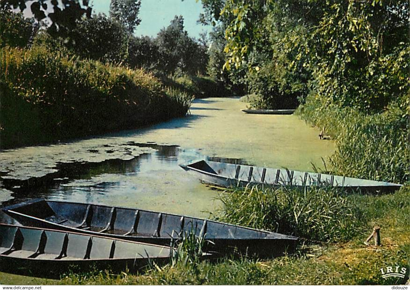 79 - Le Marais Poitevin - Venise Verte - Petite conche dans la Venise Verte - Carte Neuve - CPM - Voir Scans Recto-Verso