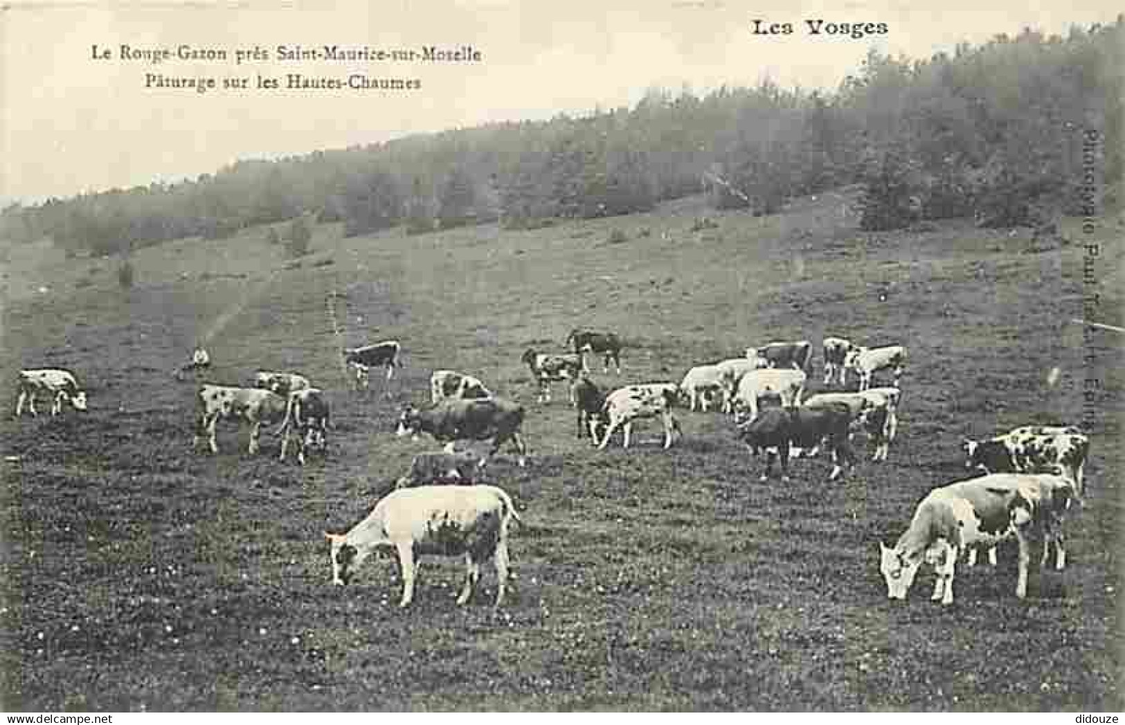 88 - Saint Maurice sur Moselle - Le Rouge-Gazon près Saint Maurice sur Moselle - Paturage sur les Hautes Chaumes - Vache