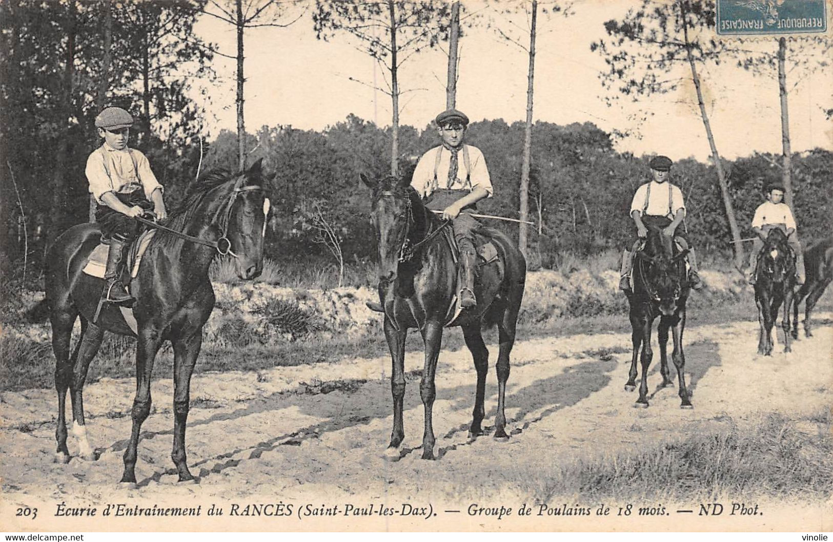 A-20-8830 : SAINT-PAUL LES DAX. ECURIE D'ENTRAINEMENT DU RANCES.  POULAINS. CHEVAUX. CHEVAL