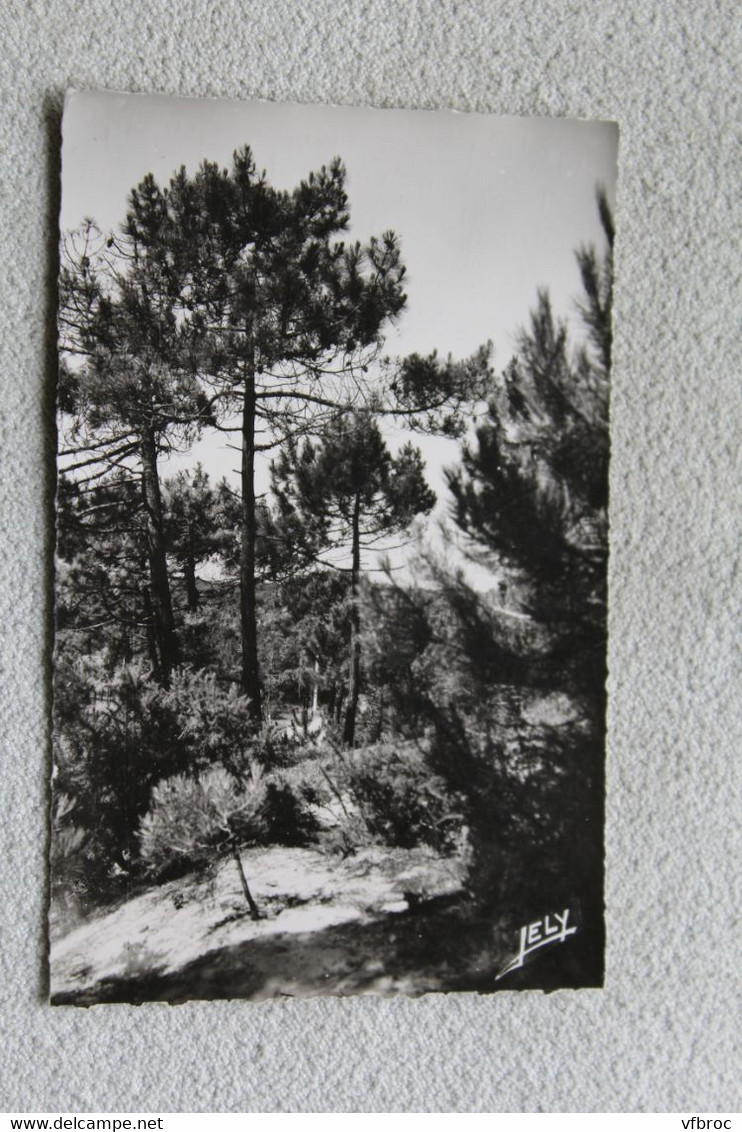 A854, Cpsm, forêt de saint Jean de Monts, Vendée 85