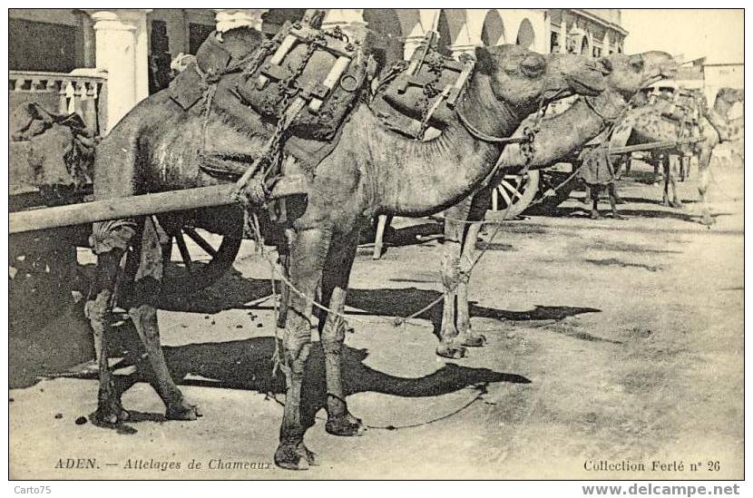 ADEN - YEMEN - Attelages de Chameaux