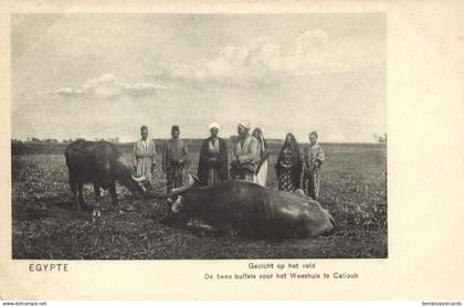 egypt, QALYUB قليوب, Two Buffaloes for the Mission Orphanage (1910s) Postcard