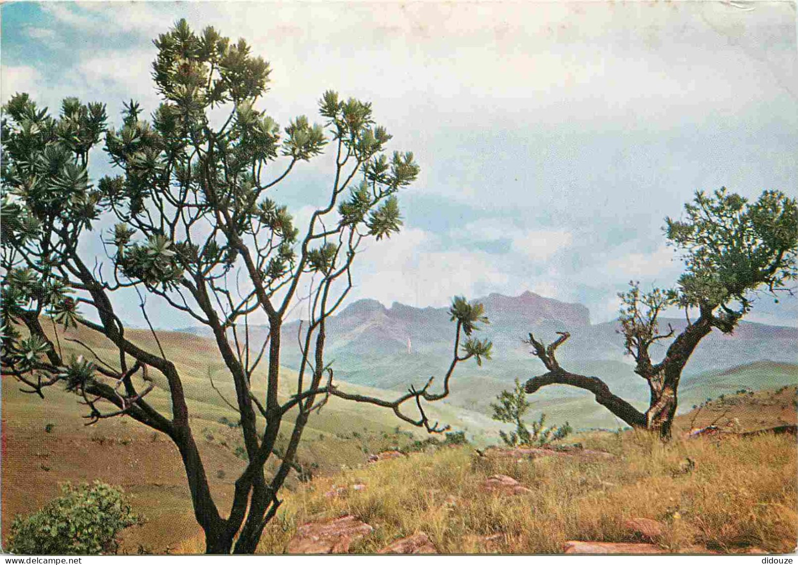 Afrique du Sud - Glant's Castle - Drakensberg - South Africa - CPM - Voir Scans Recto-Verso