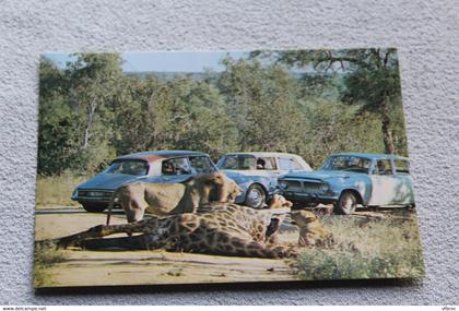 Cpm 1974, Afrique du sud, parc National Kruger, lion at kill, le lion tue