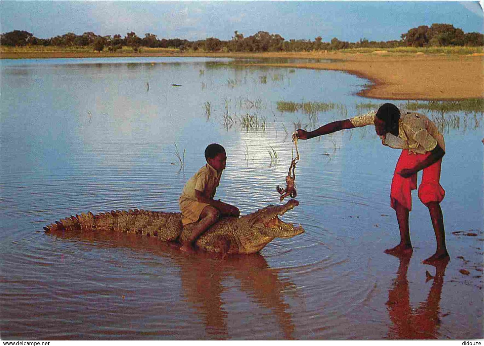 Afrique Noire - Afrique en Couleurs - 8976 - Crocodile - Folklore - Scène et Types - Animaux - Wildlife - CPM - Voir Sca