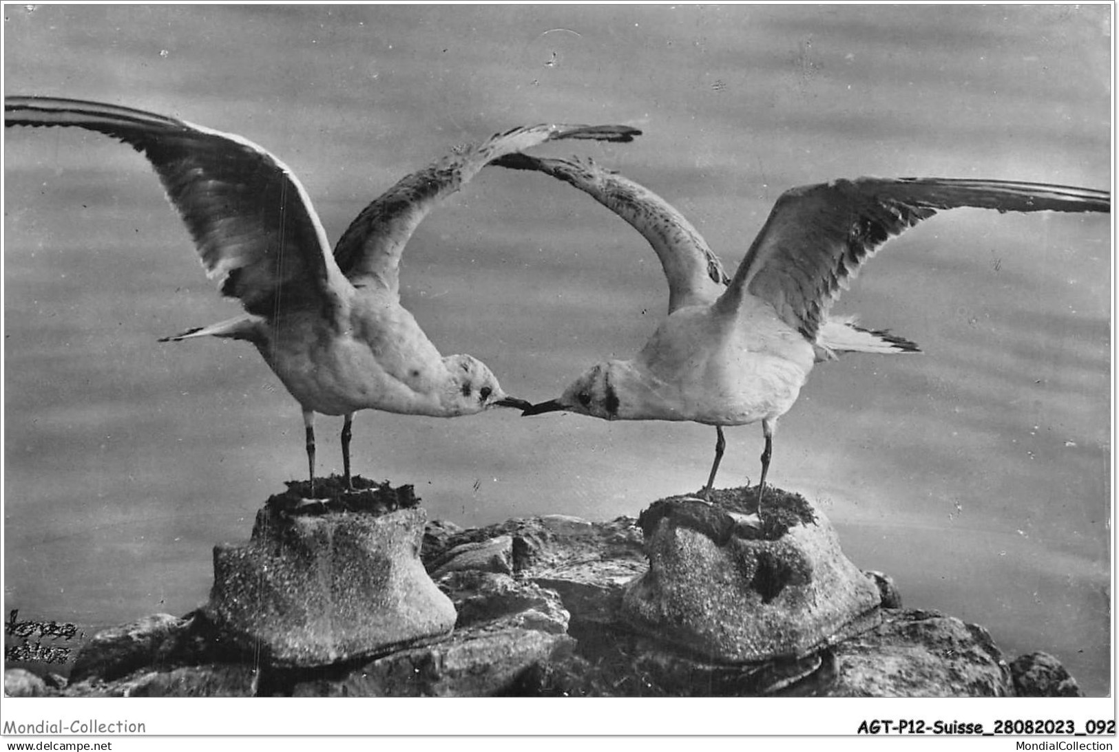 AGTP12-0915-SUISSE - LEMAN - les mouettes