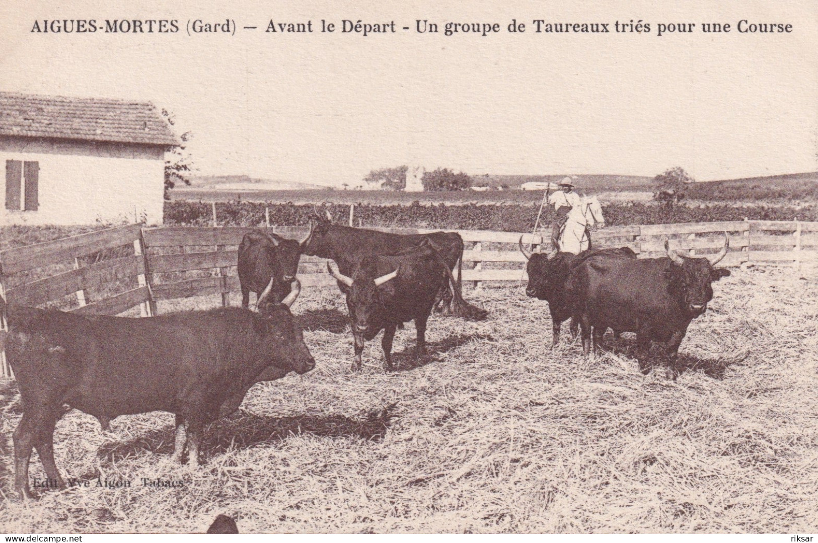 AIGUES MORTES(VACHE)