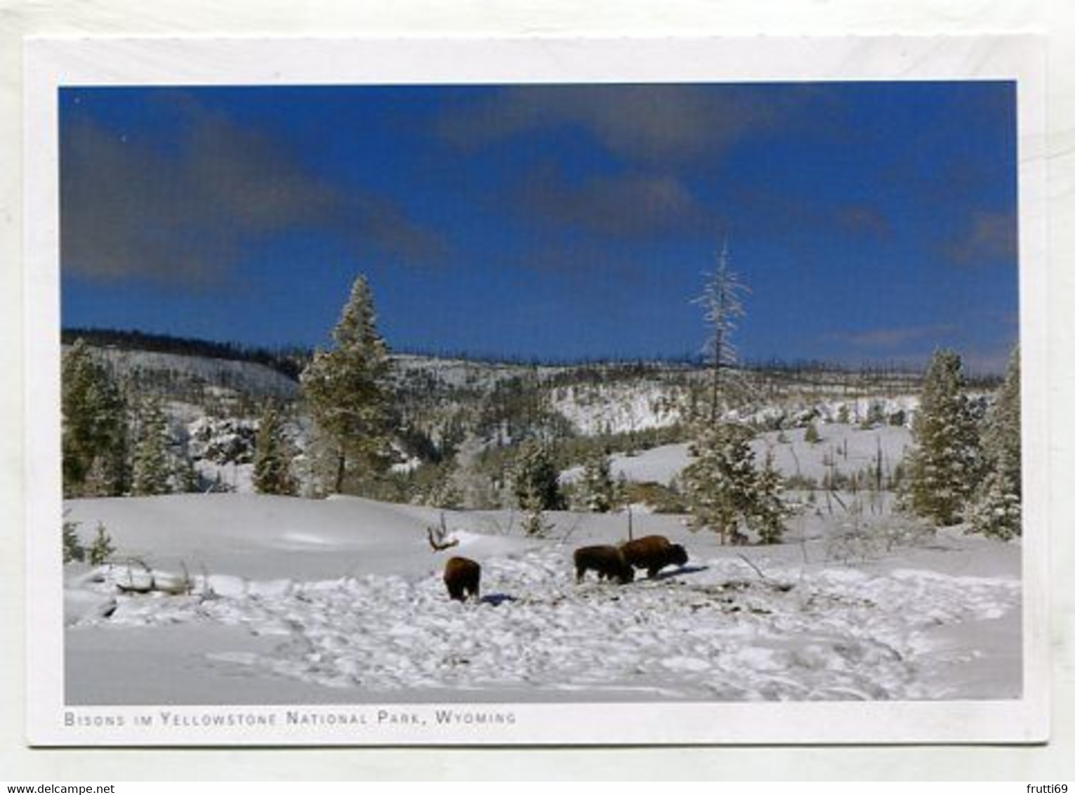 AK 072516 USA - Wyoming - Yellowstone National Park - Bisons