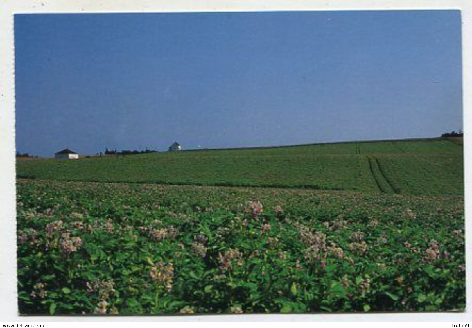 AK 116085 CANADA - P. E. I. - Potato Field