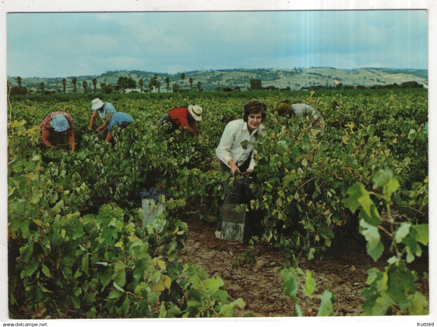 AK 228495 AUSTRALIA - Barossa Valley - Grape Picking