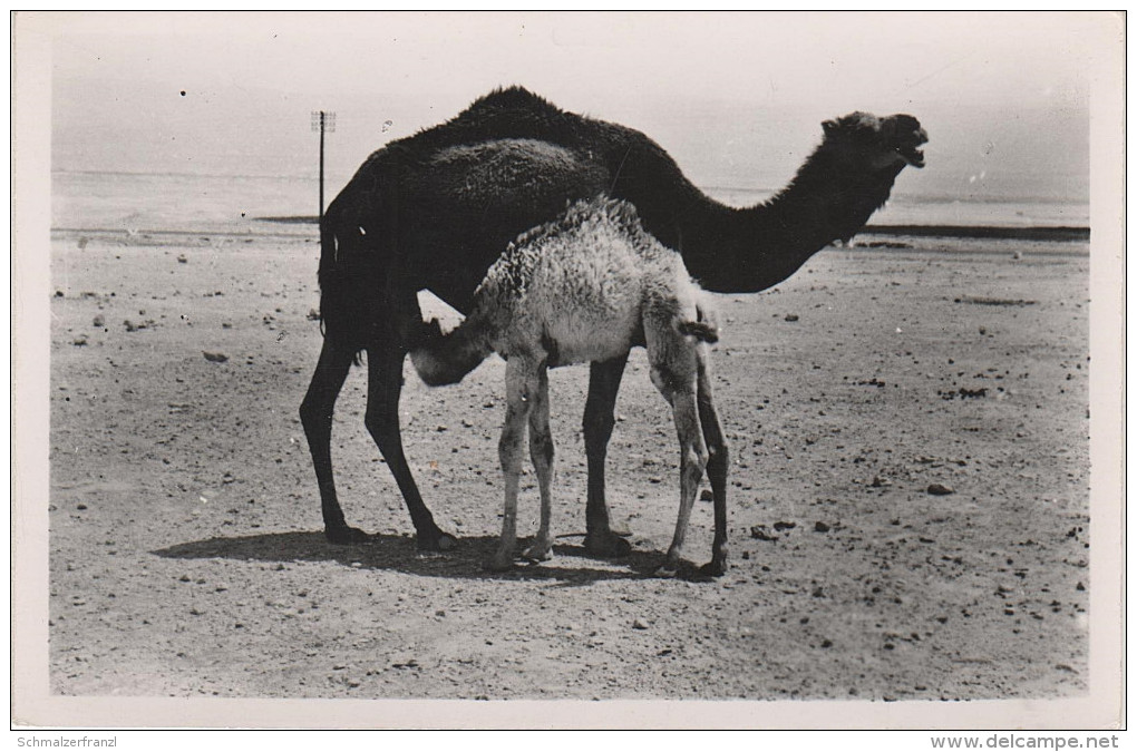 AK Beduin Camels Beduinen Kamele Wüste Desert Israel ? Jordanien ? Ägypten ? Palästina ?