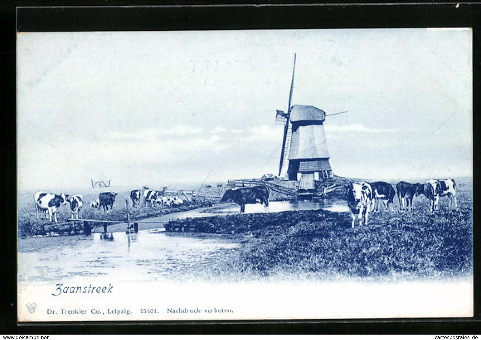 AK Zaanstreek, Kühe an Windmühle