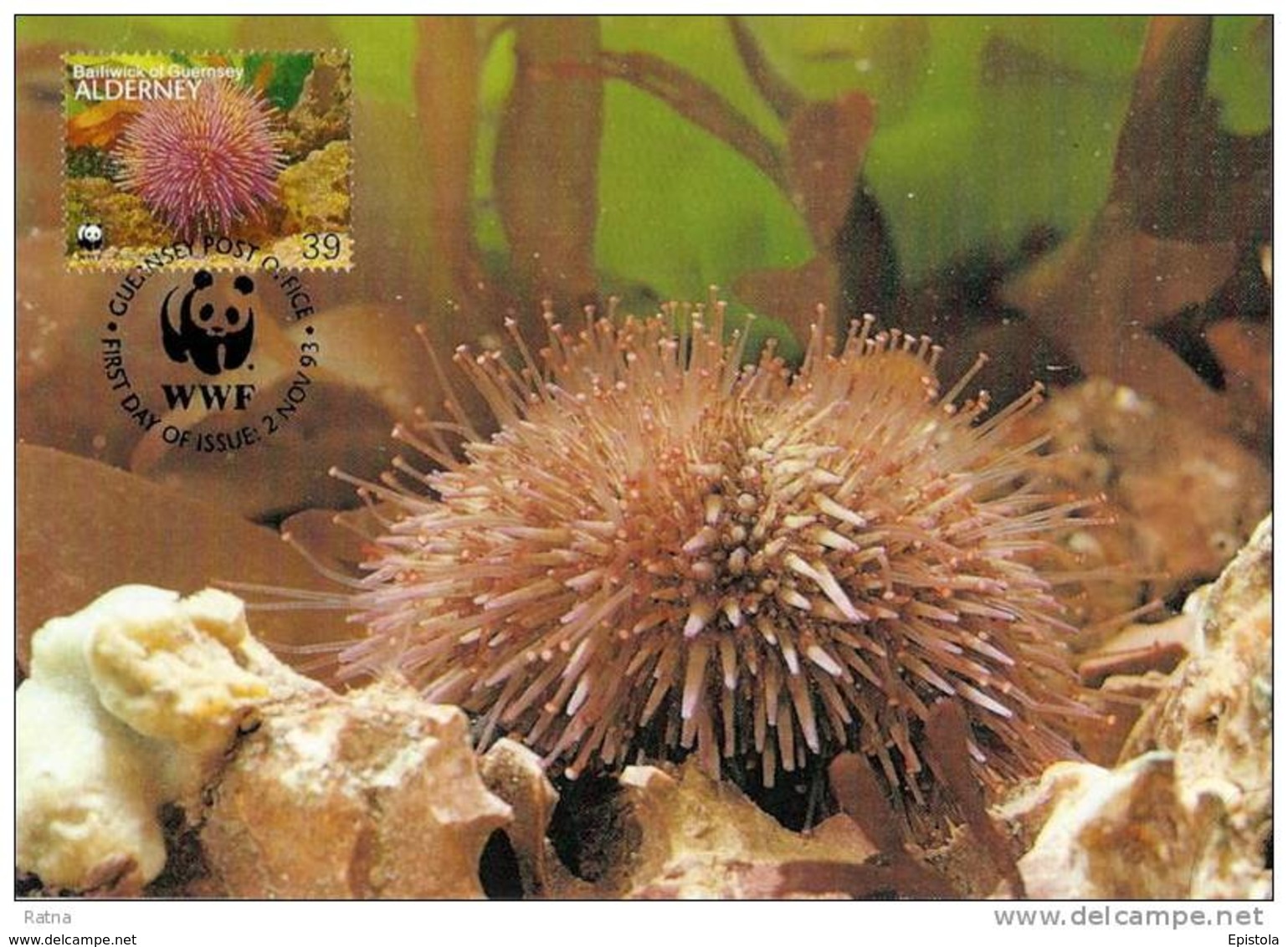 Alderney : CM Carte Maximum WWF vie marine Oursin des sables Sea Urchin