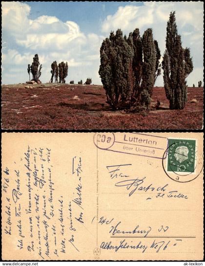 Ansichtskarte Stimmungsbild Lüneburger Heide 1960   mit Landpoststempel