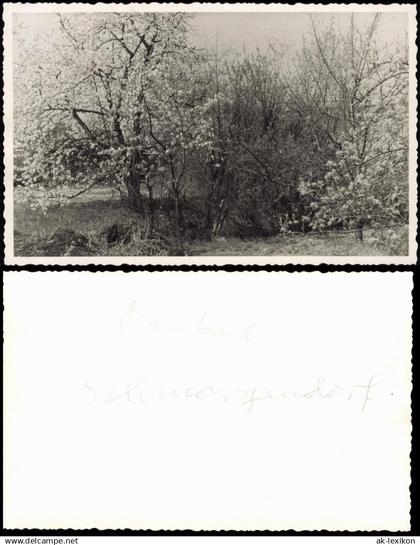 Foto Schmargendorf-Berlin Baumblüte 1950 Privatfoto Foto