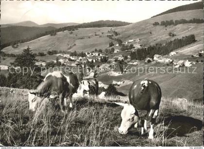 72232652 Todtnauberg Kuehe Panorama Hochschwarzwald