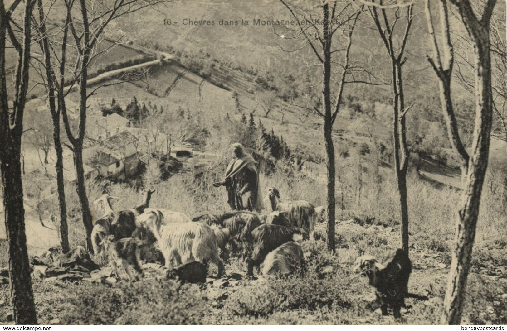 algeria, Chèvres dans la Montagne en Kabylle, Goat Shepherd (1910s) Postcard