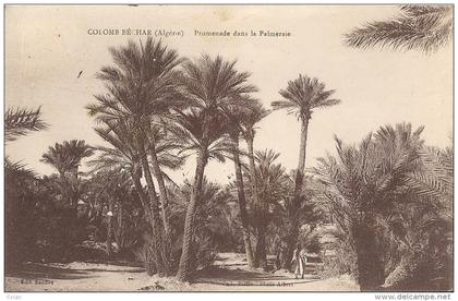 Colomb- Béchar - Promenade dans la Palmeraie