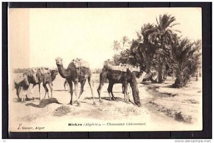 Algérie - Biskra - Chameaux s'abreuvant