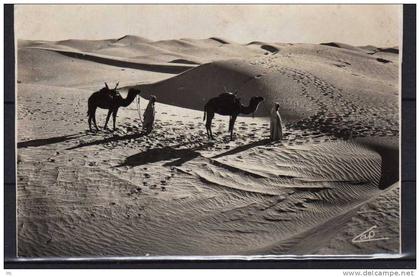 Algérie - Bou-Saada - Passage des Dunes de Sables au Désert - Dromadaires