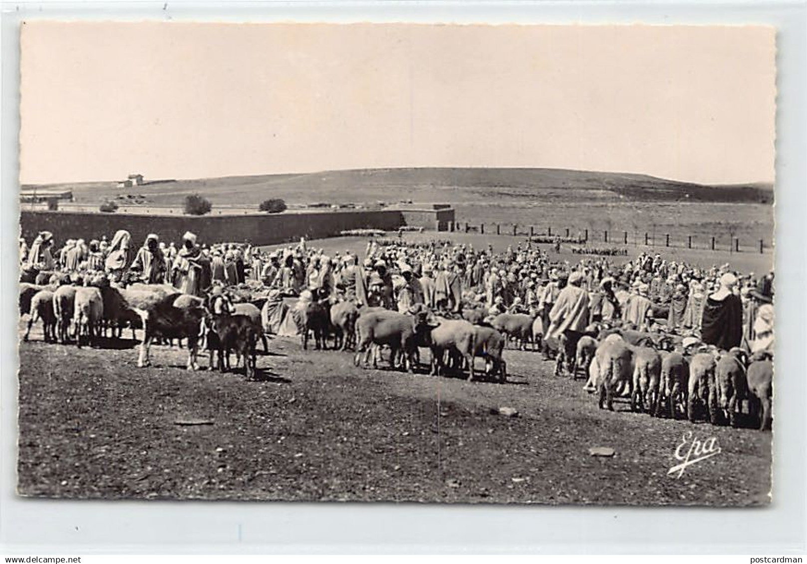 Algérie - DJELFA - Le Marché - Ed. Photo-Africaines 21