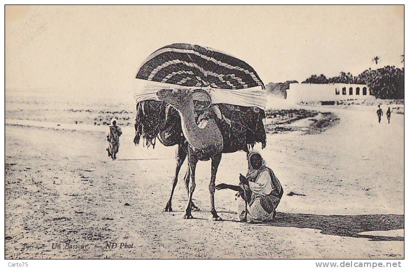 Algérie -  Transports - Chameau - Bassour