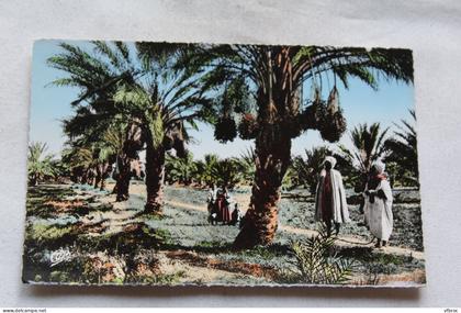 Cpsm, Biskra, palmiers Dattiers, Algérie