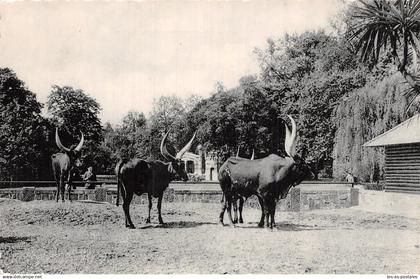 ALGIERS ZOO