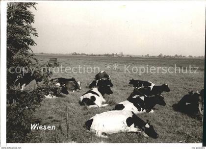 Weener Wiesen Viehweide