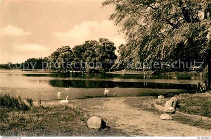 43052363 Grevesmuehlen Vielbeckersee Schwaene