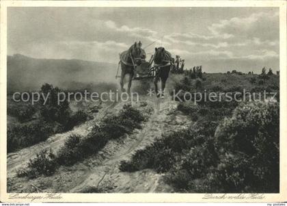 Lueneburger Heide Mit Pferdegespann durch wilde Heide