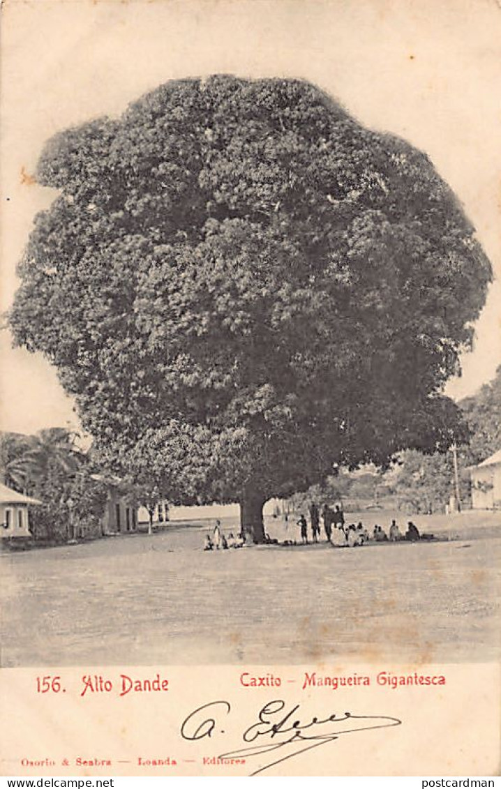 Angola - CAXITO - Giant mango tree - Publ. Osorio & Scabra