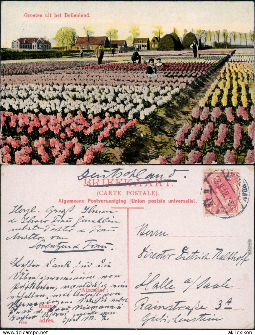 Ansichtskarte Rotterdam Rotterdam Bollenland - Tulpenbeete 1912