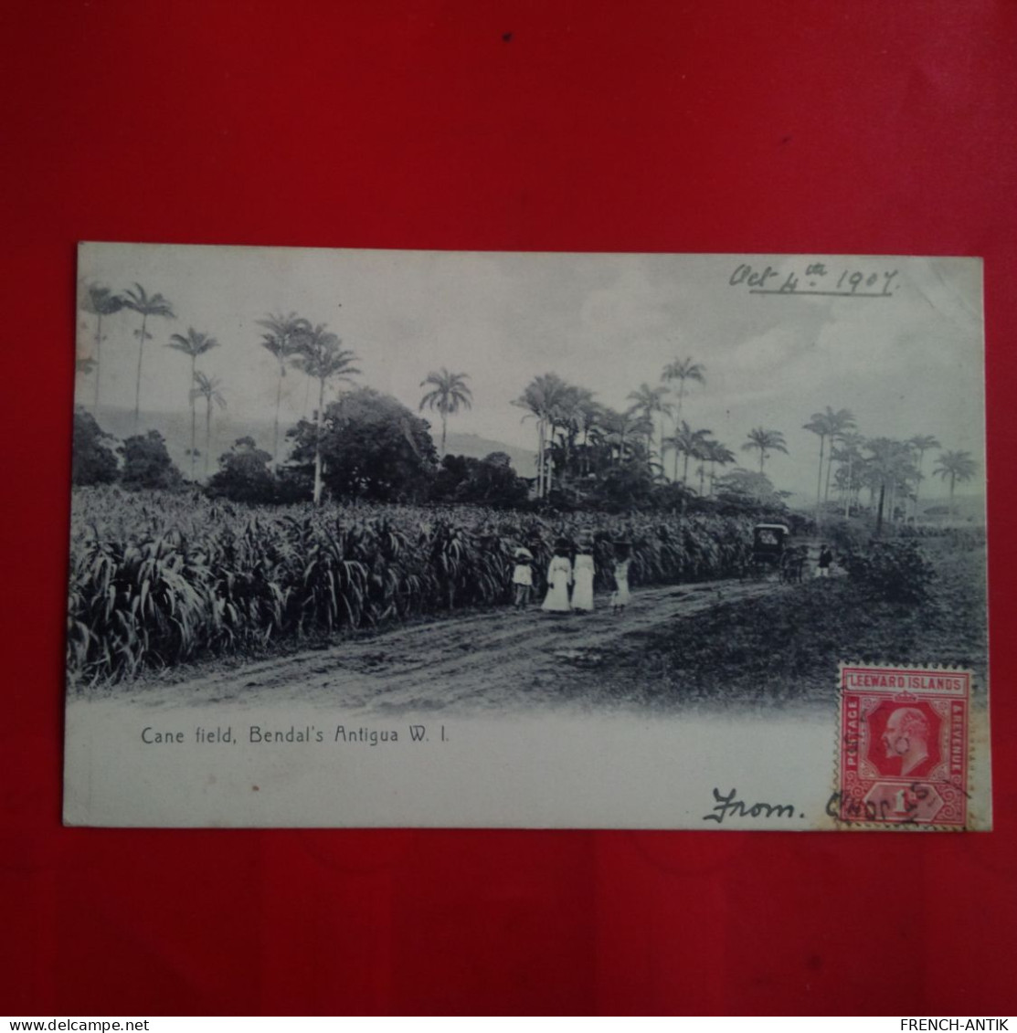 ANTIGUA CANE FIELD