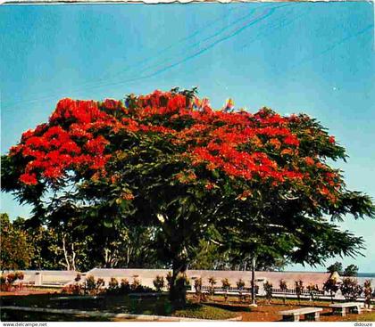 Antilles - Fleurs des Antilles - Flamboyant - CPM - Voir Scans Recto-Verso