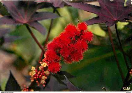 Antilles - Fleurs des Antilles - Ricin Rouge - CPM - Voir Scans Recto-Verso