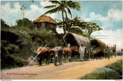 Puerto Rico - Bull Carts near Humacao