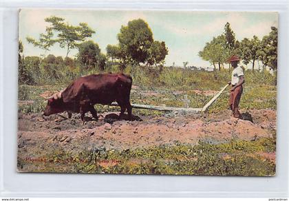 Puerto Rico - Plowing in the Old Way - Publ. Waldrop 65