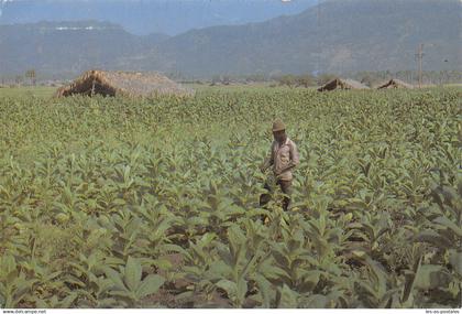 AMERIQUE DOMINICANA TABACO