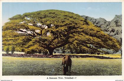 Trinidad - A Samaan Tree - Publ. unknown 7