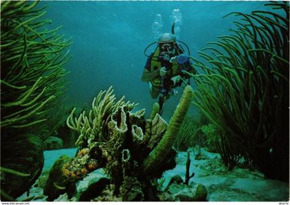 CPM Bonaire's beautiful underwater English Garden BONAIRE (750233)