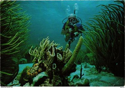 CPM Bonaire's beautiful underwater English Garden BONAIRE (750252)