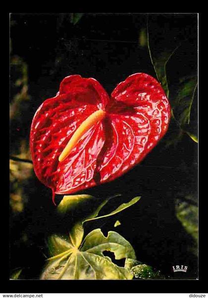 Antilles - Fleurs des Antilles - Anthurium - Carte Neuve - CPM - Voir Scans Recto-Verso